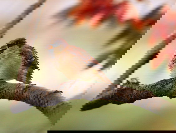 De laatste vogelkijker van het voorjaar!