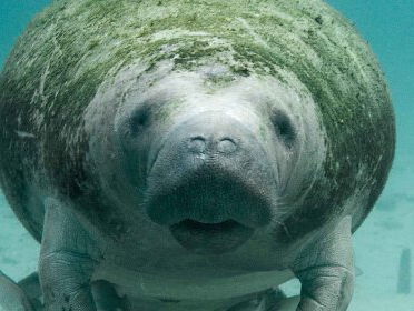 Een olifant onder water in Arnhem