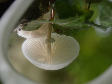 Ontdekking paddestoel in Ermelo uit Sri Lanka