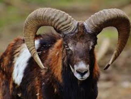 Bellen met Boswachter Henk Russeler over moeflons