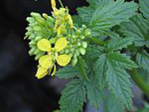 Wat Een Vak: Mostermaker