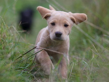 Iris Pronker is blij met haar nieuwe pup!