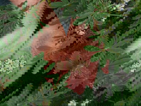 Gaat Lupine Nederland veroveren?