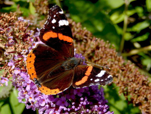 De natuur in: de landelijke vlindertelling