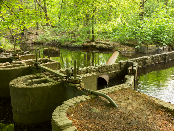 In het Waterloopbos hebben Nederlanders leren werken met water