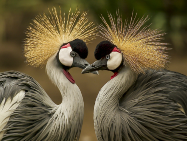 De natuur in: hoe vogels liefhebben