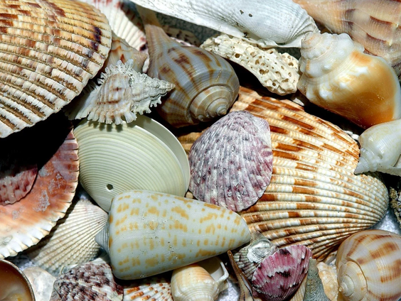 Op zoek naar schelpen, week- en zeedieren