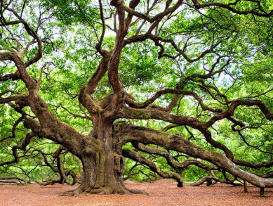 'Heksenboom' mooiste boom van Nederland
