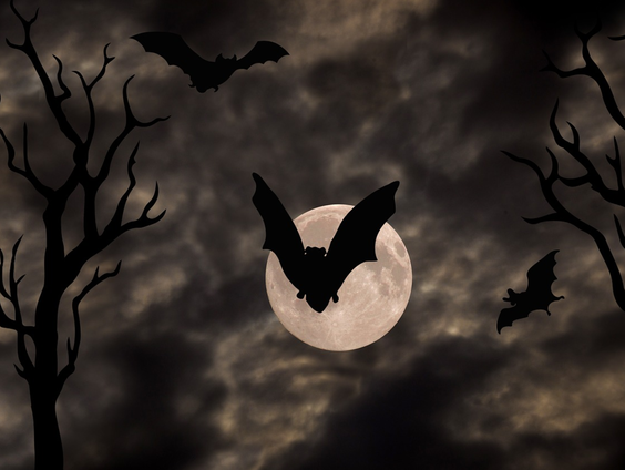 De Nacht van de Vleermuis