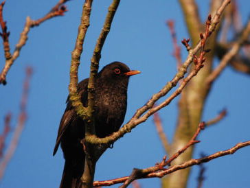 De natuur in: een schorre merel in de tuin?