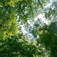 Twee soorten herfst door elkaar