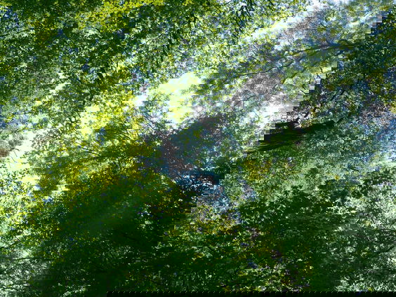 World Health Environmental Day: Hoeveel bomen staan er bij jou in de buurt?