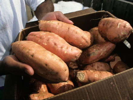 5000 kilo zoete aardappelen...wat nu!