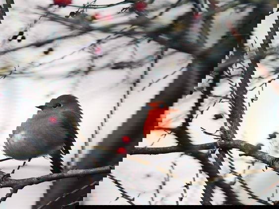 Op tuinsafari met Katja Staring: tuin winterklaar maken