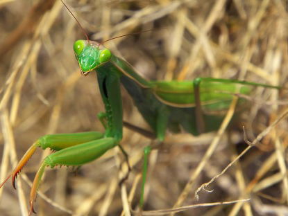 Brrr of jammie! Gaan we met z'n allen insecten eten?