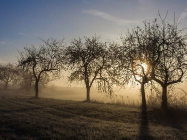 Hoe snoei ik een fruitboom?