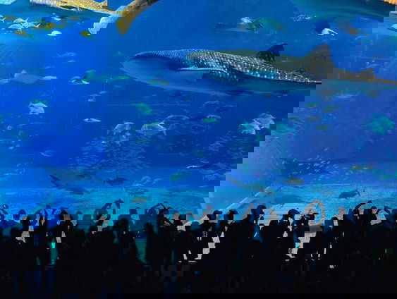 Haaien, ploegers van de zee