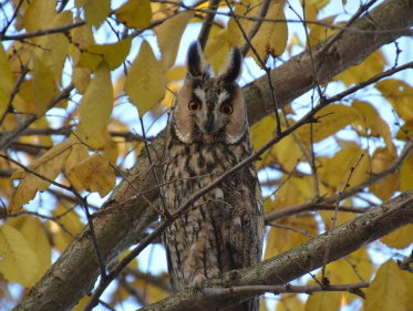 'Ik sta onder een boom en ik word aangestaard door een uil'