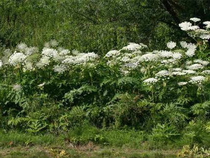 Speciale boor ingezet in strijd tegen Reuzeberenklauw