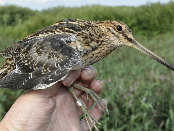 Hoe worden jonge vogels geringd?