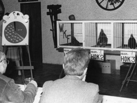 Hanenkraaiwedstrijd in 1969