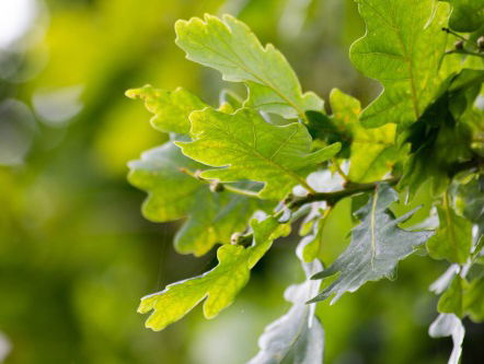 Op zoek naar de natuurlijke vijand van de eikenprocessierups
