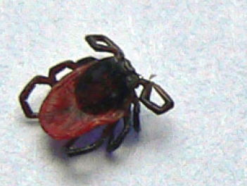 Lymevereniging over nieuwe plastest