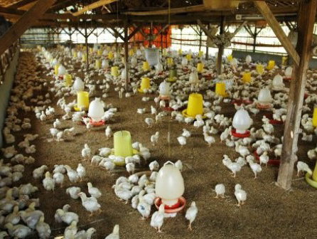 Wat Een Vak: pluimveeboer