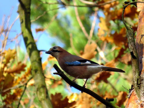 Martineke reddende engel voor Vlaamse gaaien
