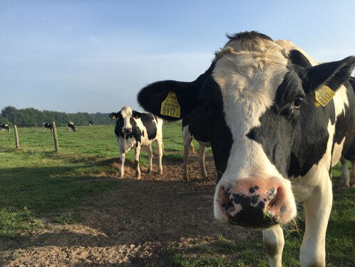 Hoe verzorgt een boer zijn dieren nu het zo heet is?