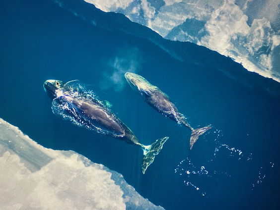 Lang Leve de IJswalvis!