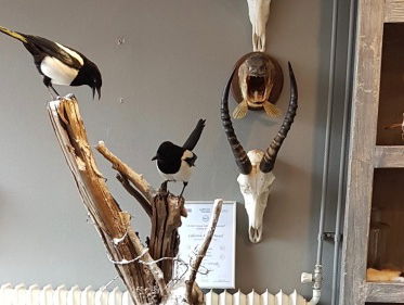 Nijmeegse dierenpreparateurs winnen EK-titel