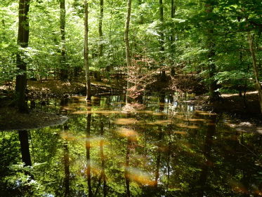 Martine Dubois: 'Overal waar water is, brengt het leven'