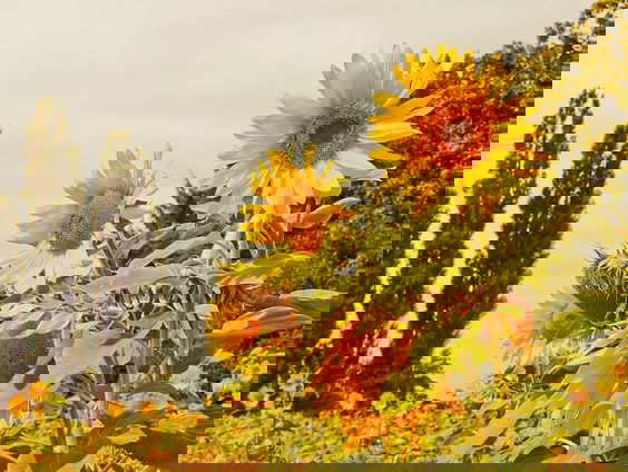 Piet (83) verzorgt al 65 jaar een kloostertuin