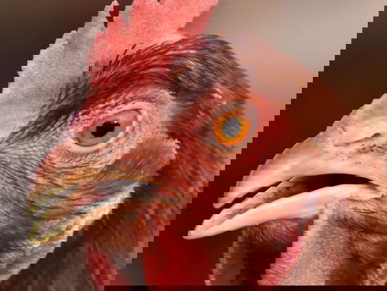 De legbatterij had in de seventies al aan z'n einde kunnen komen