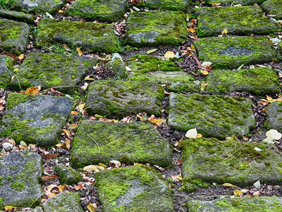 Discussie tussen Bert en Carolijn: wel of geen hogedrukspuit voor de tuintegels?