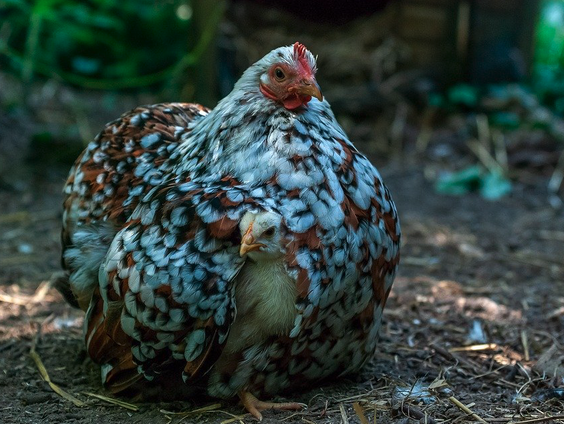 Onder moeders vleugel