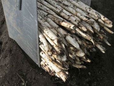 Asperges steken de kop op in het Westland