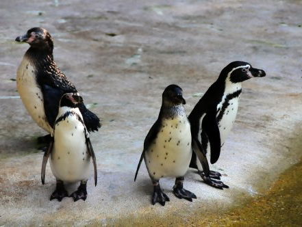 Waarom waggelen pinguins?