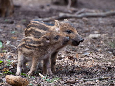 De zomer is los, op zoek naar zwijnen in het bos!