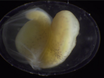 Filmmaker Jan van IJken over succes van zijn mini-docu 'Becoming'