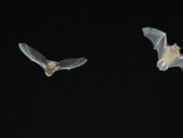 eerste Nationale Vleermuistuintelling