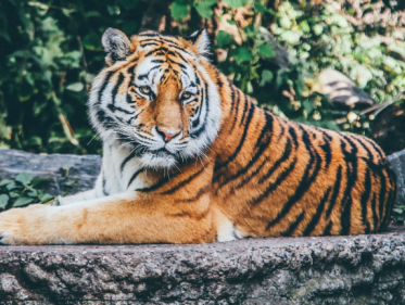 Tijgers uit Aleppo naar Friesland
