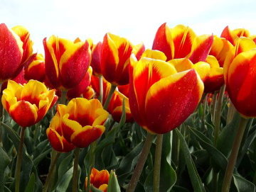 De eerste tulpenwodka gemaakt van biologische bloembollen is op de markt, tulpenbollenindustrie bloeit op