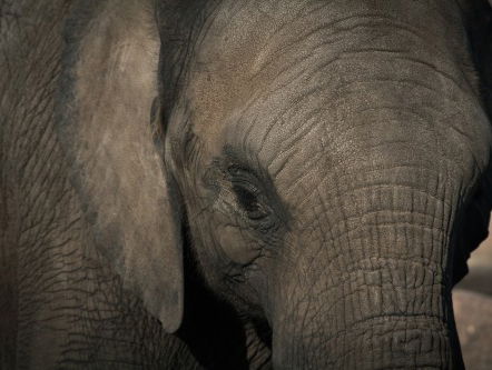 Dierentuin geeft olifantenpoep als hoofdprijs