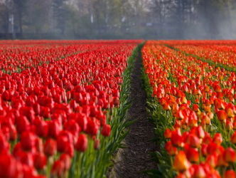 Tulpenboer in Smilde moet bloemenautomaat verwijderen