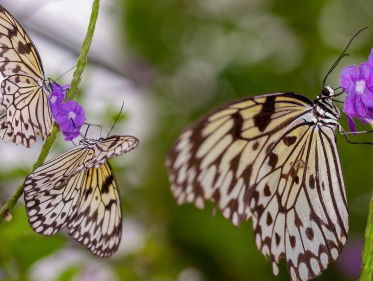 Door het mooie weer worden ook de vlinders weer wakker