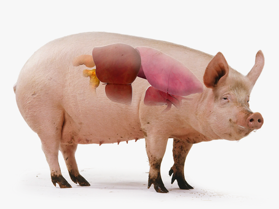 'Knutselen' met levende dieren