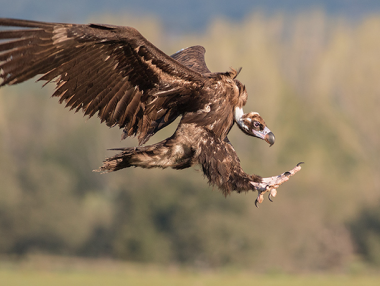 Monniksgier in Nederland