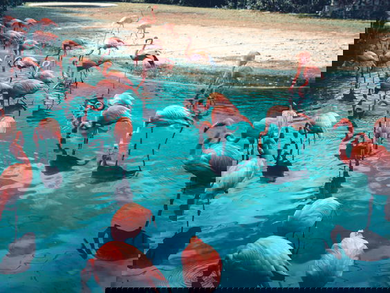 HZD: Waarom zijn flamingo's roze?